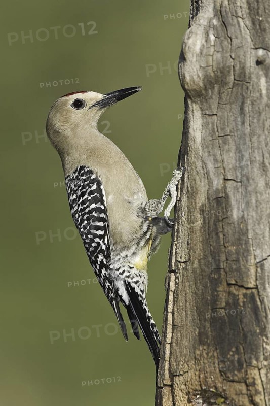 Gila Woodpecker (Melanerpes uropygialis), Arizona, USA