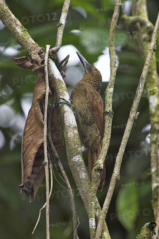 Amazonian Barred Woodcreeper (Dendrocolaptes certhia), Costa Rica