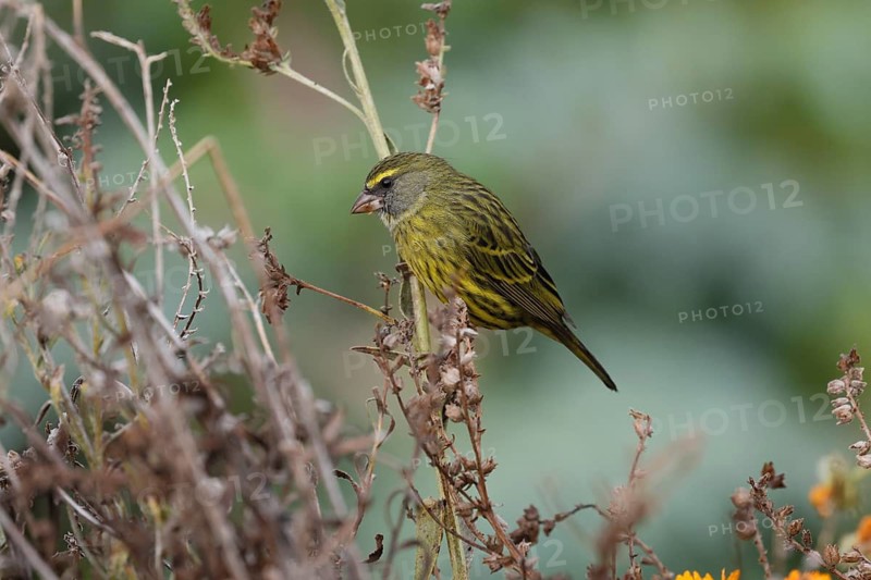 Black-chinned Seedeater (Crithagra scotops), Forest Seedeater, adult, male, foraging, on wait, Kirstenbosch Botanic Gardens, Cape Town, South Africa