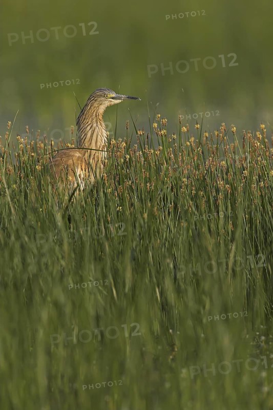 Squacco Heron (Ardeola ralloides), Lesvos, Greece