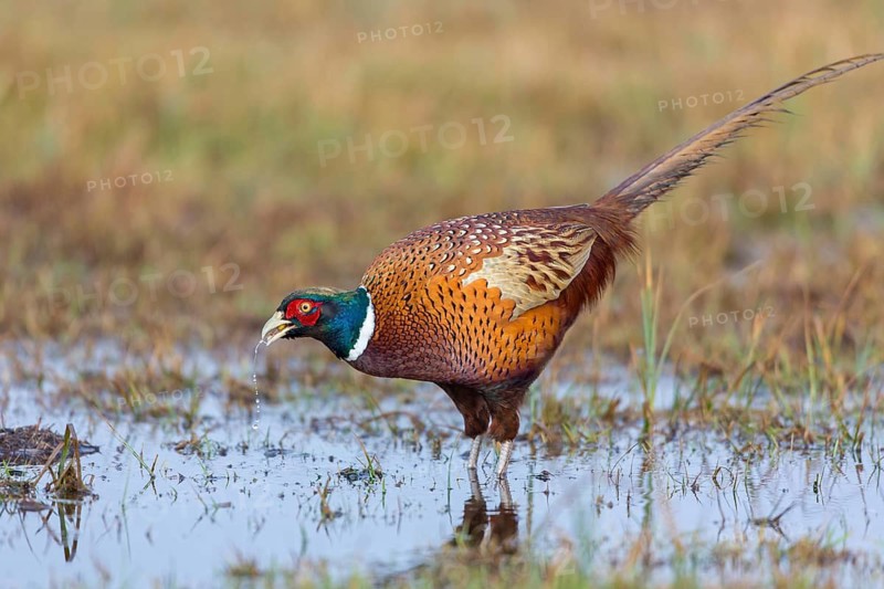 Pheasant, cock, male, (Phasianus colchicus), animals, birds, chicken family, centrapole, Kutno, Lodz, Poland