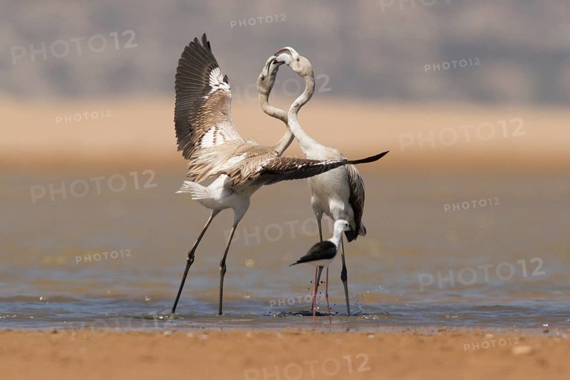 Greater Flamingo (Phoenicopterus roseus), Morocco