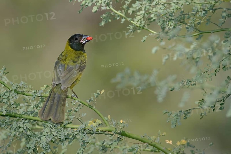 Crimson-collared Grosbeak (Rhodothraupis celaeno) female eating red berry, Texas, USA