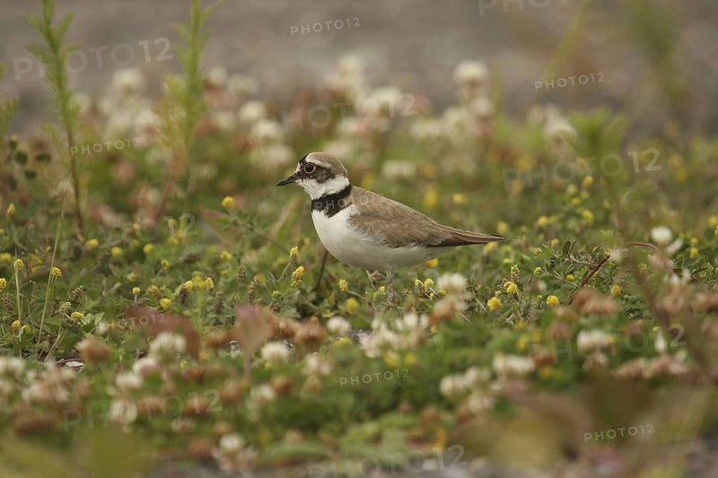 Little Ringed Plover (Charadrius dubius), Lower Saxony, Germany