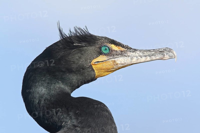 Double-crested Cormorant (Phalacrocorax auritus), Florida, USA