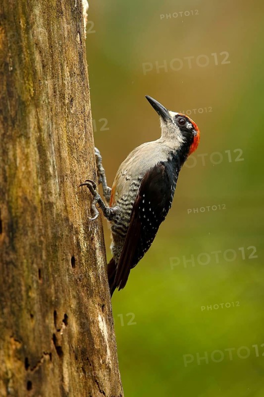 Black-cheeked Woodpecker (Melanerpes pucherani) male climbing up tree, Costa Rica