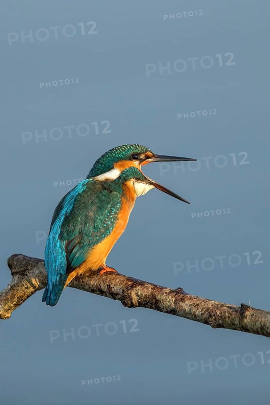 Common Kingfisher (Alcedo atthis) female regurgitating pellet, Mecklenburg-Western Pomerania, Germany