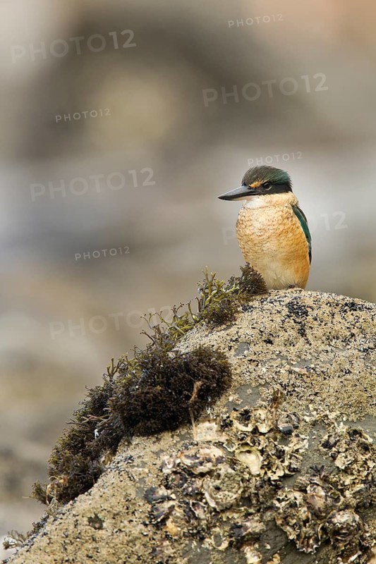 New Zealand kingfisher (Todiramphus sanctus vagans)