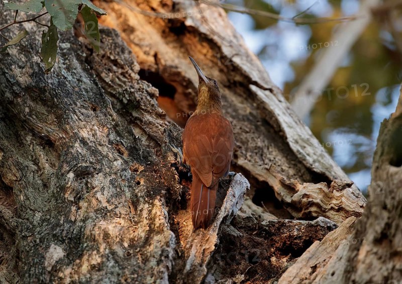 Great Rufous Woodcreeper (Xiphocolaptes major), Mato Grosso, Brazil