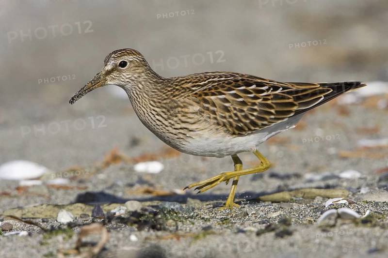 Pectoral Sandpiper (Calidris melanotos), British Columbia, Canada