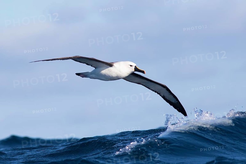 Indian Yellow-nosed Albatross (Thalassarche carteri), Queensland, Australia