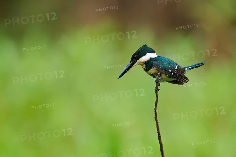A kingfisher balancing on a thin branch, surrounded by a soft green background, Green Kingfisher (Chloroceryle americana), Pantanal, Mato Grosso, Brazil