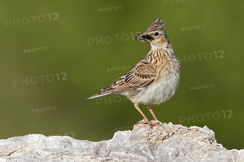 Eurasian Skylark (Alauda arvensis), Saxony, Germany