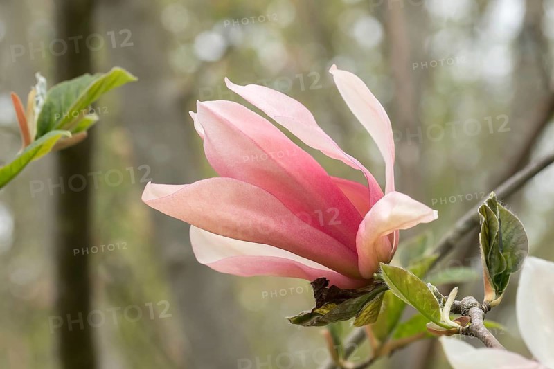 Magnolia (Magnolia 'Sunset Swirl'), Arboretum calf, Germany