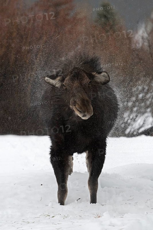 Moose (Alces alces) shaking wet fur in snow, Grand Teton National Park, USA
