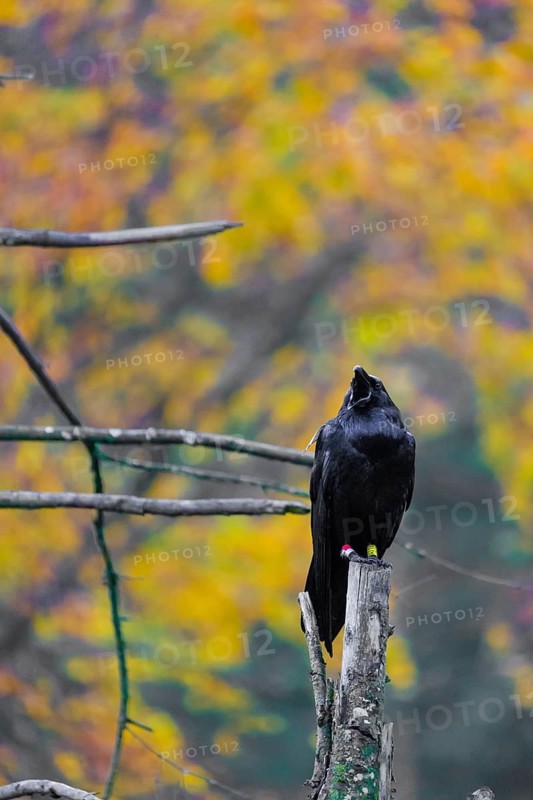 One common raven (Corvus corax) sits on a twig of a dead tree, calling. Fall foliage in the background