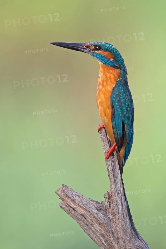 Common Kingfisher (Alcedo atthis) male, Saxony-Anhalt, Germany