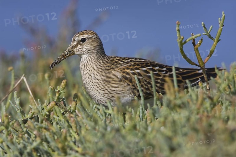 Pectoral Sandpiper (Calidris melanotos), British Columbia, Canada