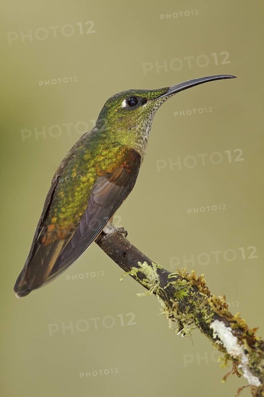 Fawn-breasted Brilliant (Heliodoxa rubinoides), Ecuador