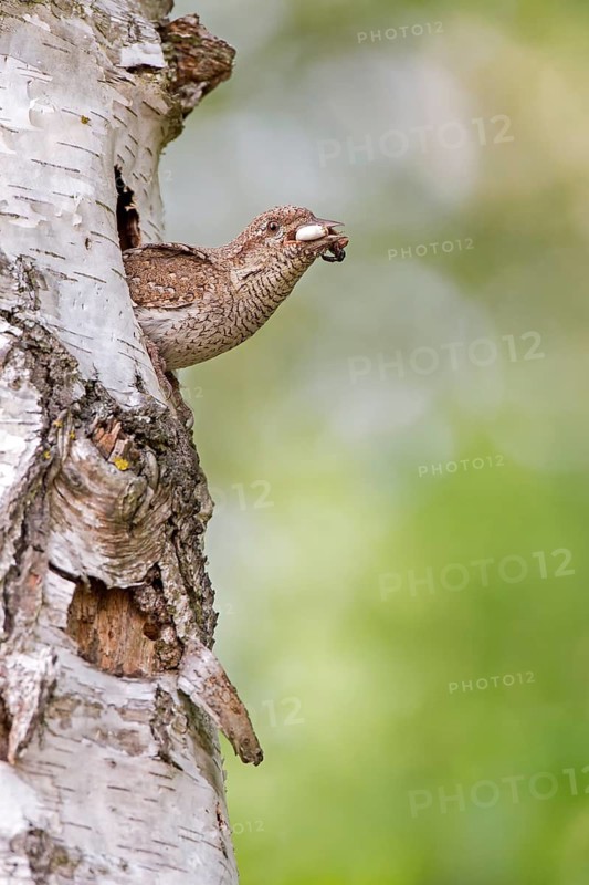 Eurasian Wryneck (Jynx torquilla) at breeding cavity, Saxony-Anhalt, Germany