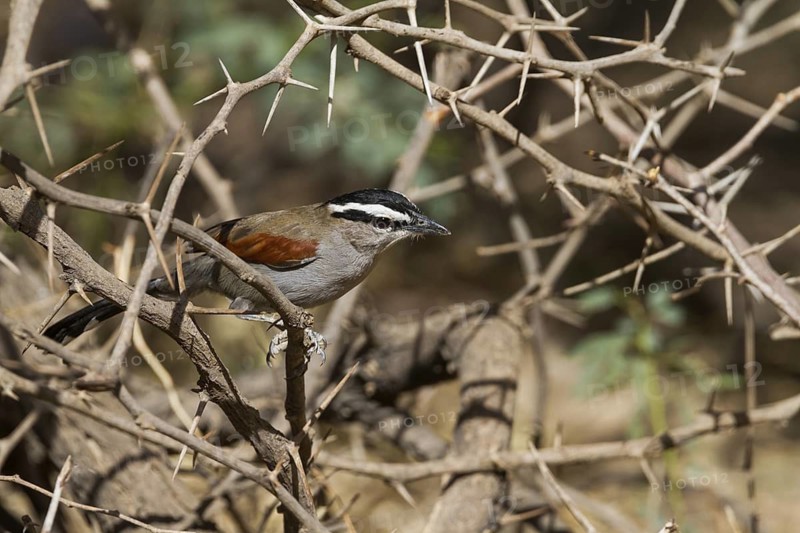 Black-crowned Tchagra (Tchagra senegalus percivali) perched on a branch, Oman