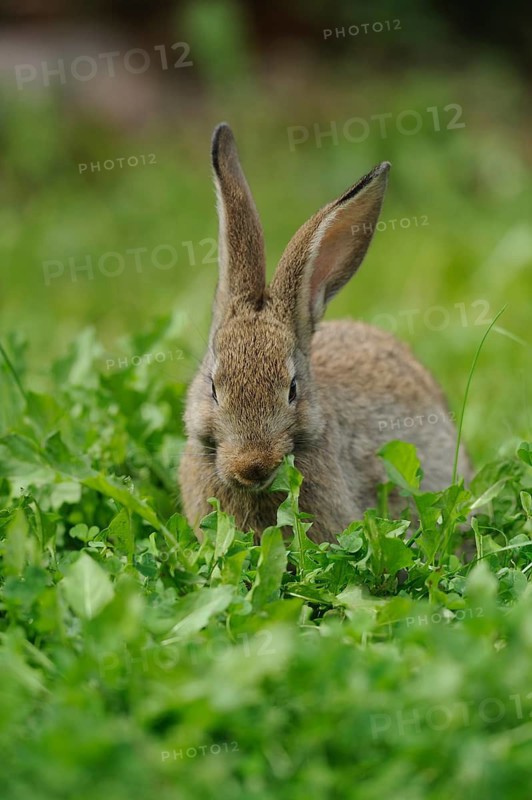 Hare sitting in green grass and looking forwards, domestic rabbit (Oryctolagus cuniculus forma domestica), Bavaria