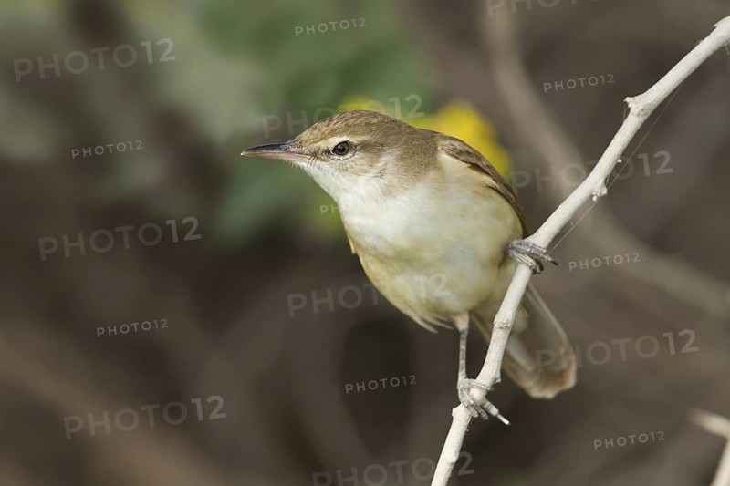 Clamorous Reed Warbler (Acrocephalus stentoreus brunnescens), Oman