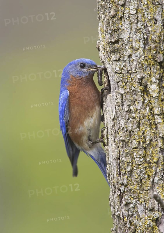 Eastern Bluebird (Sialia sialis), Ohio, USA