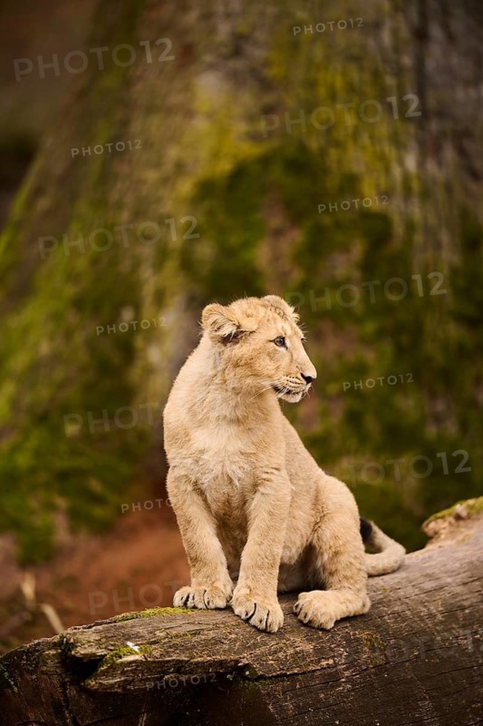 Asiatic lion (Panthera leo persica) cub sitting on a tree trunk, captive