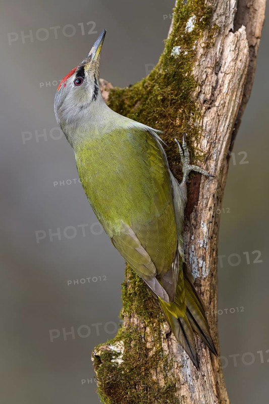 Grey-headed woodpecker (Picus canus), male on a moss-covered rotten tree trunk, biosphere reserve, Swabian Alb, Baden-Württemberg, Germany