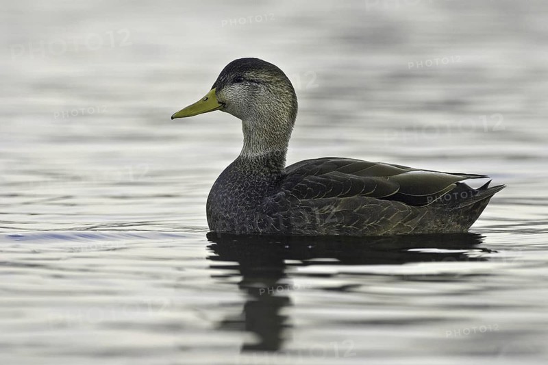 American Black Duck (Anas rubripes), Ohio, USA