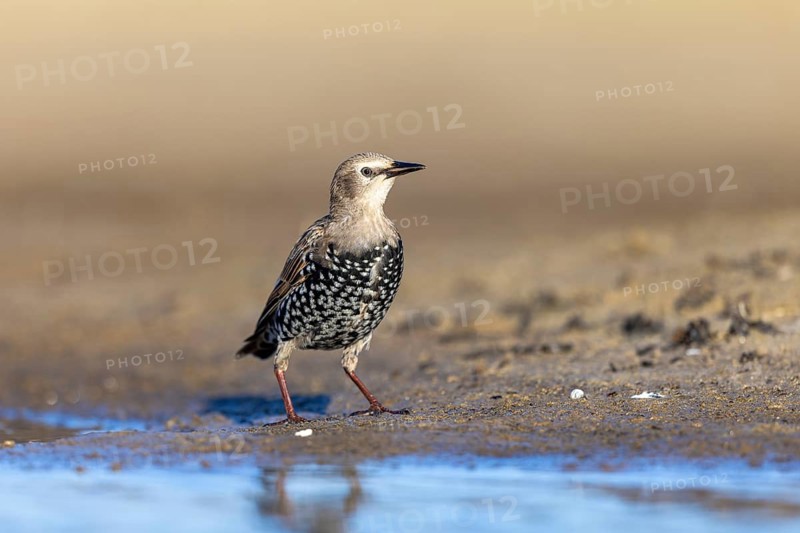 Common Starling (Sturnus vulgaris) juvenile perched on the ground, North Rhine-Westphalia, Germany