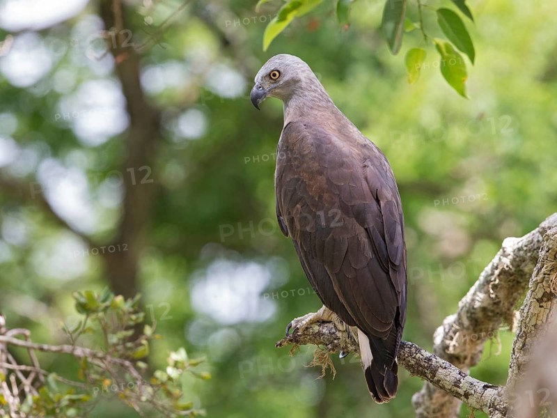 Grey-headed Fish Eagle (Haliaeetus ichthyaetus), Sri Lanka