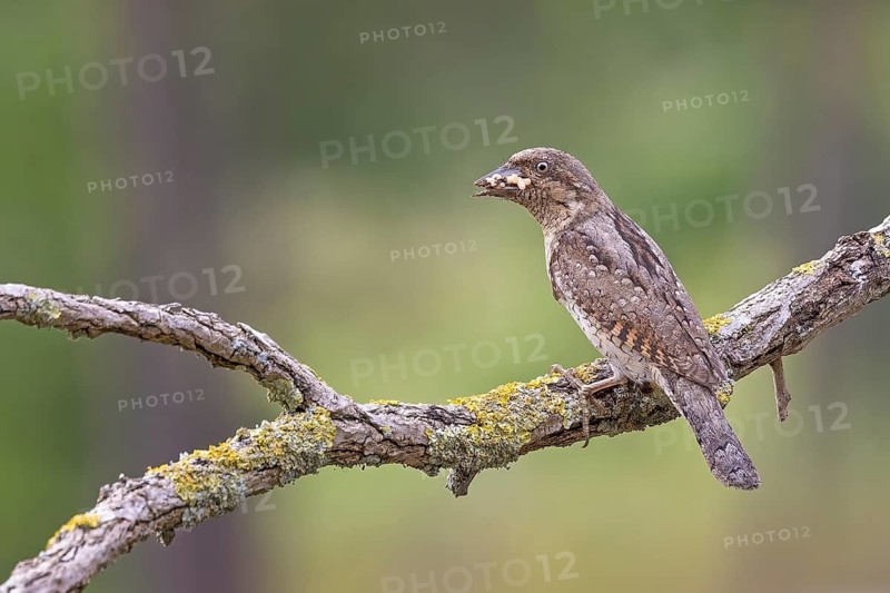 Wryneck (Jynx torquilla) with tongue for foraging, ants, ant pupae as prey, feeding, of young birds, in the rain, on a branch, camouflage artist, camouflage, woodpecker-like, Middle Elbe Biosphere Reserve, Saxony-Anhalt, Germany