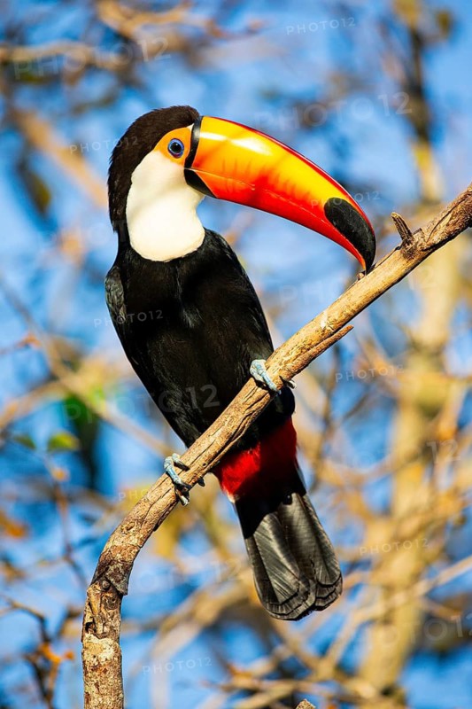Giant toucan (Ramphastos toco) Pantanal Brazil