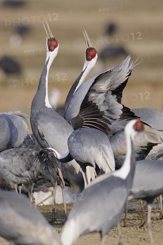 White-naped Crane (Antigone vipio), Arasaki, Japan