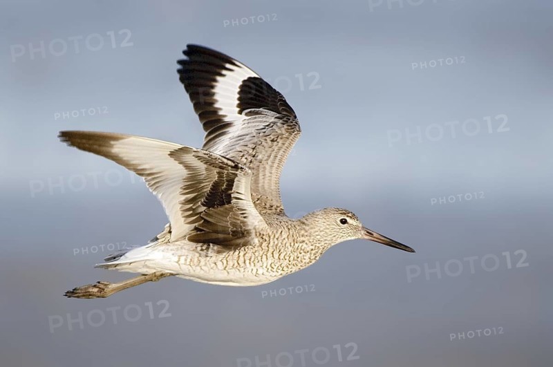 Willet (Tringa semipalmata) flying, Texas, USA