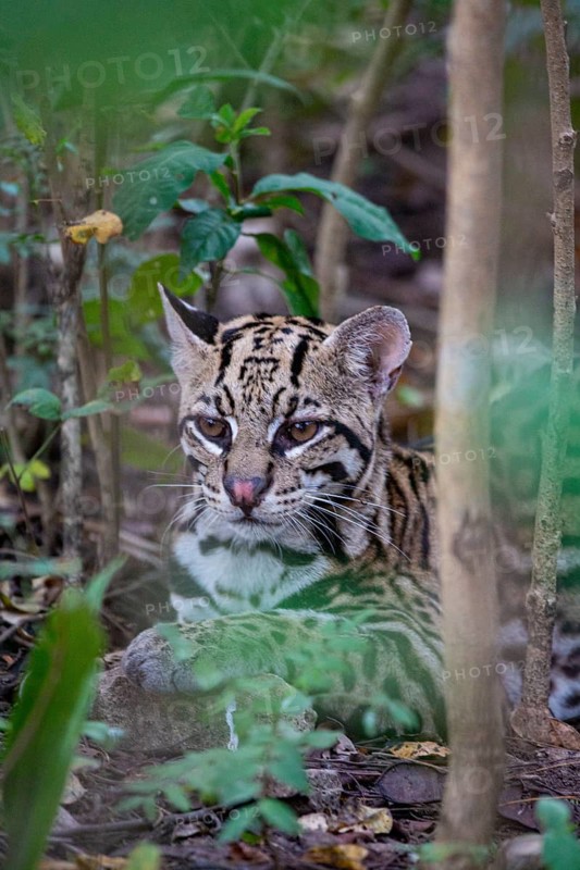 Ocelot (Felis pardalis) Pantanal Brazil