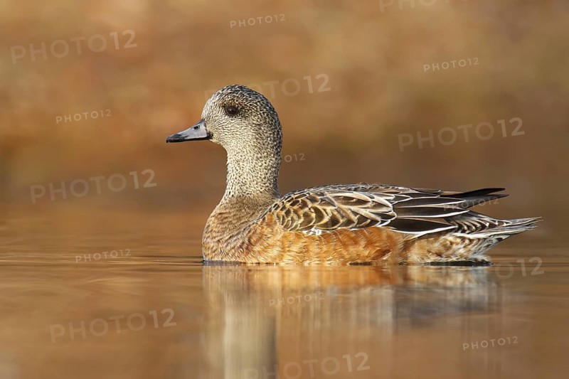 American Wigeon (Mareca americana) female, BritishColumbia, Canada
