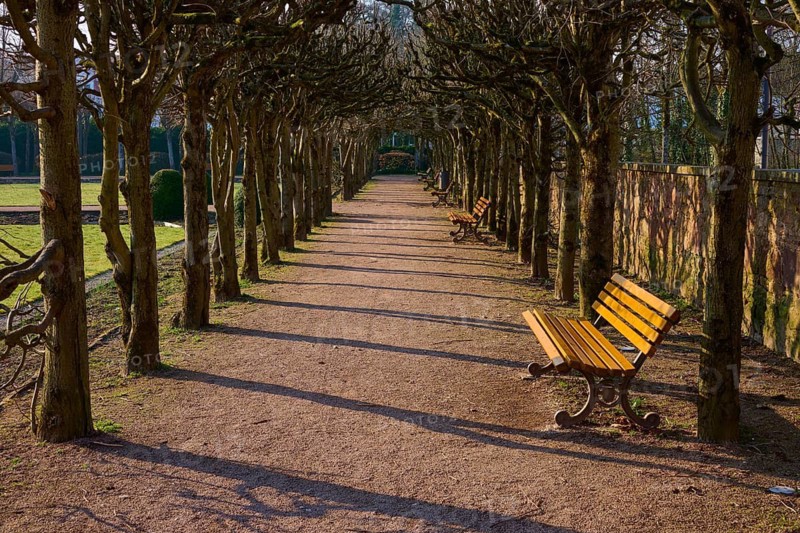 A long park path with benches and trees in sunshine, Lustgarten Erbach, Erbach, Odenwald, South Hesse, Hesse, Germany