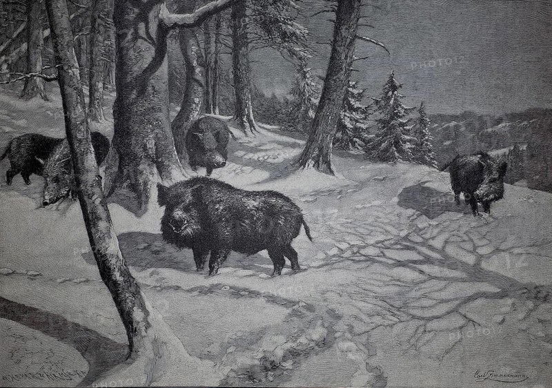 Wild boar in a winter forest, wild boars, 1890, illustration, reproduction from a model from the 19th century. Authentic, file restored for optimal use, exact date of submission unknown, historical, wild boars roam a snowy forest among majestic trees