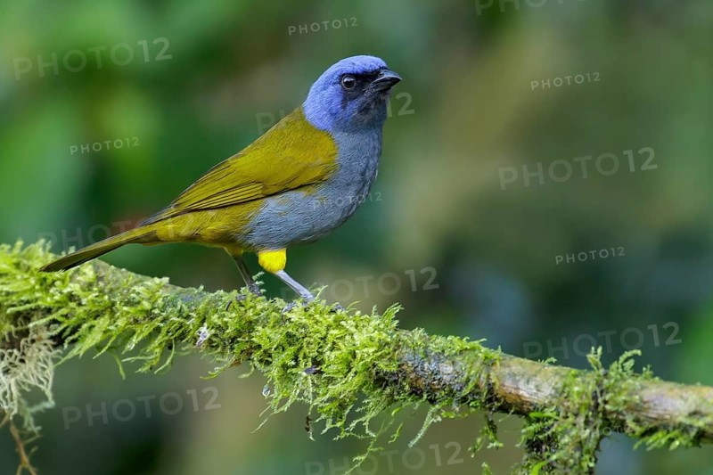 Blue-capped Tanager (Thraupis cyanocephala) perched on a branch in the Andes Mountains of Colombia