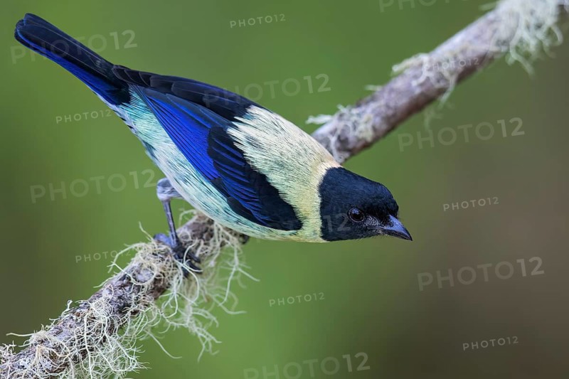 Black-headed Tanager (Tangara cyanoptera) perched on a branch in Colombia, South America