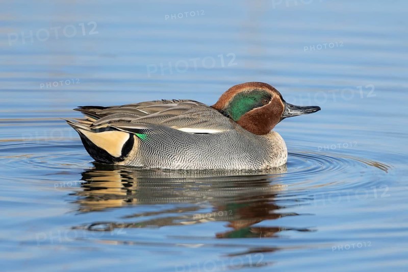 Common teal (Anas crecca) duck adult male bird on a lake, Suffolk, England, United Kingdom