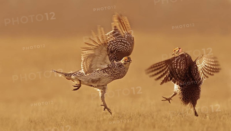 Sharp-tailed Grouse (Tympanuchus phasianellus) male mating, Saskatchewan, Canada