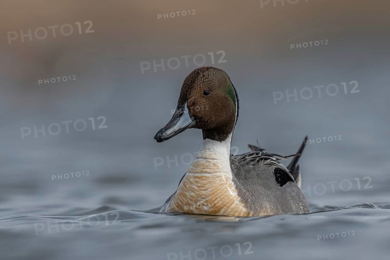 Northern Pintail (Anas acuta) male, Schleswig-Holstein, Germany
