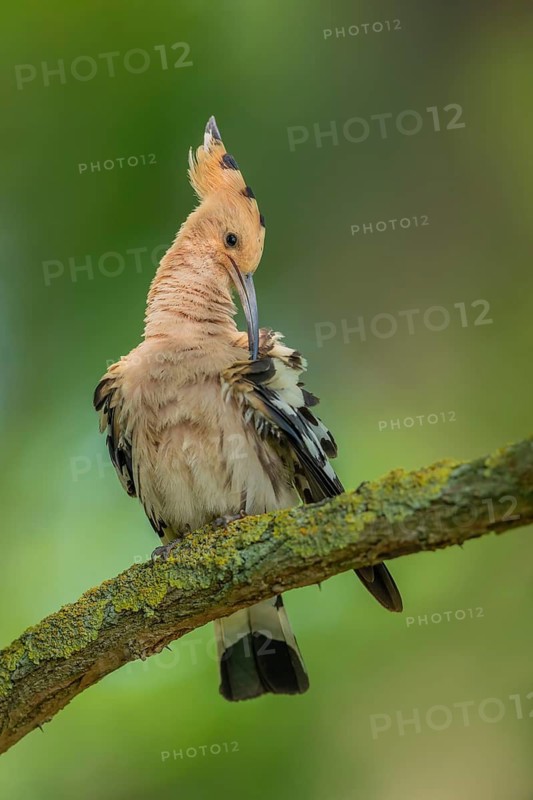 Wiedehopf, Upupa epops Eurasian hoopoe, Upupa epops