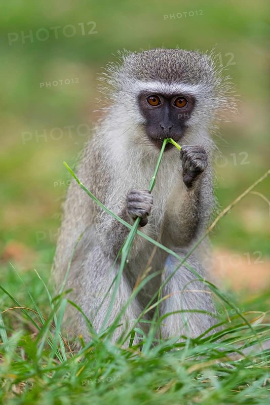 Vervet Monkey, (Chloroebus pygerythrus), vervet monkey, monkey, monkeys, primate, primates, family of vervet monkeys, mmerkatzen, iSimangaliso Wetland Park, St. Lucia, KwaZulu-Natal, S¸dafrica