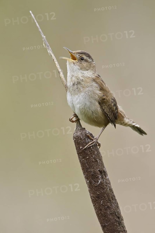 Marsh Wren (Cistothorus palustris) singing, British Columbia, Canada