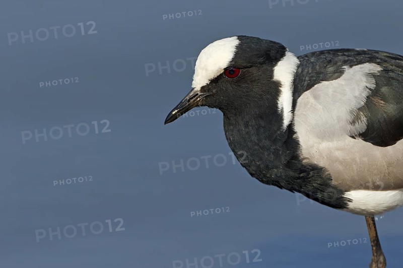 Blacksmith Lapwing (Vanellus armatus), Kruger Park, South Africa